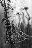 autumn spider web in the fog on a plant with droplets of water photo