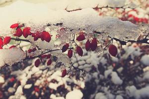 red barberry fruits covered with winter ice photo