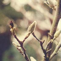 natural willow little willow twig with catkins photo