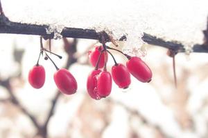 red barberry fruits covered with winter ice photo