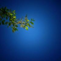 spring twig with green leaves and white flowers on a background of blue sky photo