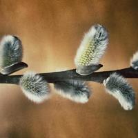 natural willow little willow twig with catkins photo