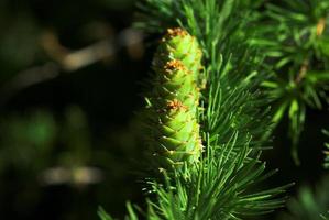 pine background green photo