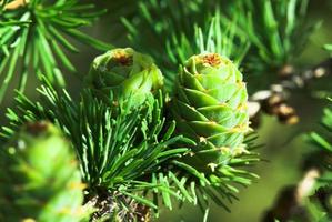 pine background green photo