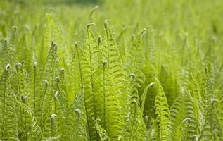 bright green background with young spring fern leaves photo