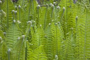 bright green background with young spring fern leaves photo