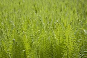 bright green background with young spring fern leaves photo