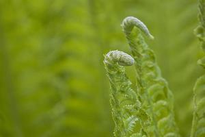 bright green background with young spring fern leaves photo