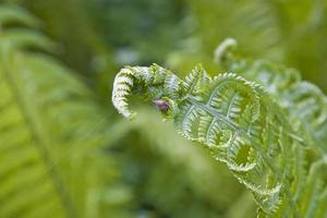 bright green background with young spring fern leaves photo