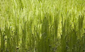 bright green background with young spring fern leaves photo