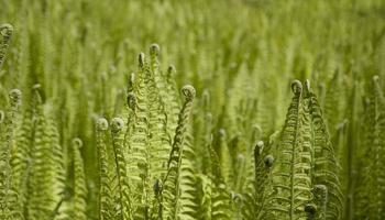 bright green background with young spring fern leaves photo