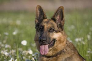 german shepherd in daisies photo