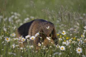 german shepherd in daisies photo