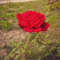 Natural rose flower photo