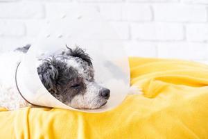 Cute mixed breed dog wearing protective cone collar after surgery, medical tools and equipment. photo