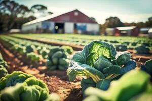 Agriculture landscape with organic cabbages growing on vegetable farm. Natural vegetables and greenery cultivation. Natural fruits and vegetables production industry. photo