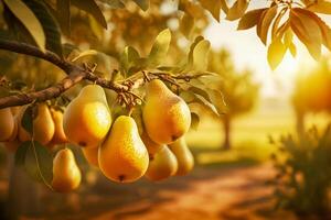 Fruit farm with pear trees. Branch with natural yellow pears on blurred background of pears orchard in golden hour. Concept organic, local, season fruits and harvesting. photo