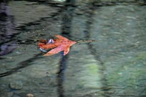 autumn colored leaf lying on clean cold water photo