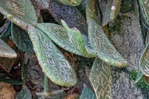 large cactus background destroyed by inscriptions in close-up photo