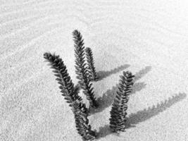 interesting original green plant growing on the Canary Island Fuerteventura in close-up on the sand in the dunes photo