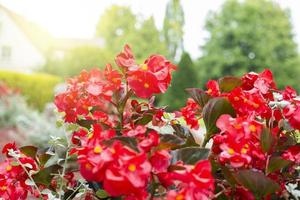 rojo begonia flores verano jardín. paisaje. foto