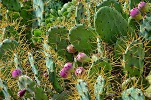 original espinoso espinoso Pera cactus creciente en un natural habitat foto