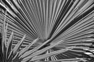 interesting original exotic background of green palm leaf in close-up photo