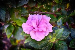 blooming hibiscus flower growing in the garden among green leaves in a natural habitat photo
