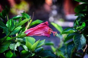 floreciente hibisco flor creciente en el jardín entre verde hojas en un natural habitat foto