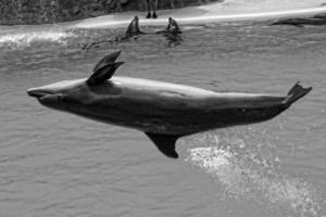 espectáculo de formación un grande adulto delfín mamífero en un zoo parque en un soleado día foto