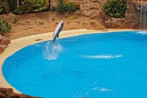 show of training a large adult dolphin mammal in a zoo park on a sunny day photo