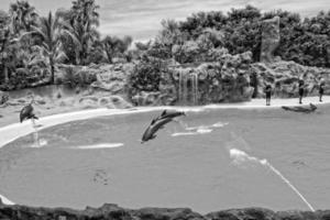 show of training a large adult dolphin mammal in a zoo park on a sunny day photo