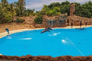 show of training a large adult dolphin mammal in a zoo park on a sunny day photo