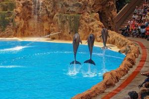 show of training a large adult dolphin mammal in a zoo park on a sunny day photo