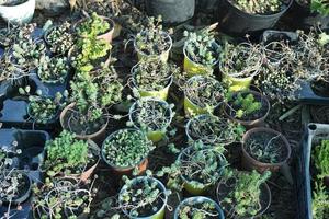 many green succulents in brown pots photo