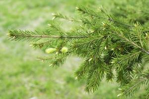 Christmas tree branch. Young coniferous tree. photo