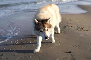 Husky breed dog walks along the beach near the sea. High quality photo. photo