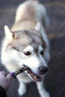 Dog playing with a stick. Husky chews on a stick. photo
