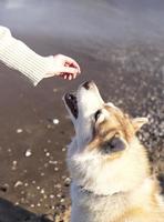 Dog training. Reward. Praise. Husky on the beach. photo