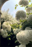 bunch of white flowers in a garden. . photo