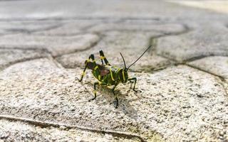 Giant green grasshopper sitting on ground in Mexico. photo