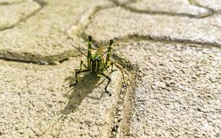 Giant green grasshopper sitting on ground in Mexico. photo