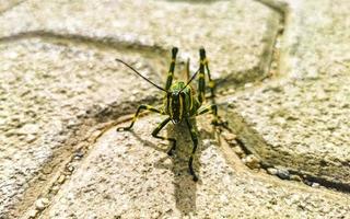 Giant green grasshopper sitting on ground in Mexico. photo