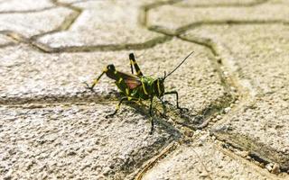 Giant green grasshopper sitting on ground in Mexico. photo