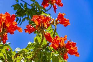 Purple pink red flowers blossoms plants in tropical forest nature Mexico. photo