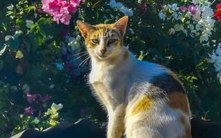 gato en techo con rosado blanco flores flores azul cielo. foto