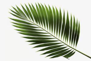 Tropical coconut leaf isolated on white background, palm tree isolated on white background, generate ai photo