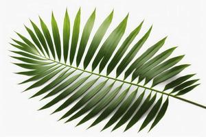 Tropical coconut leaf isolated on white background, palm tree isolated on white background, generate ai photo