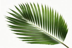 Tropical coconut leaf isolated on white background, palm tree isolated on white background, generate ai photo