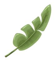 Tropical and exotic flora leaves, banana branch vector